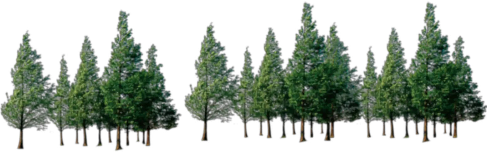 Trees Png Download Forest Of Trees Png