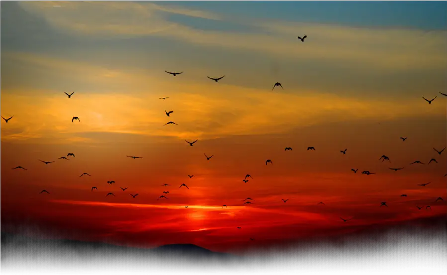 sun sunset bird birds clouds cloud nature background Sunset With Birds In Background