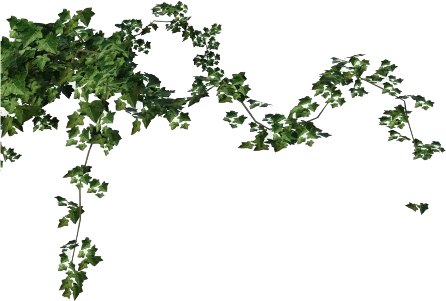 Ivy Vine Png Free Download Ivy Png