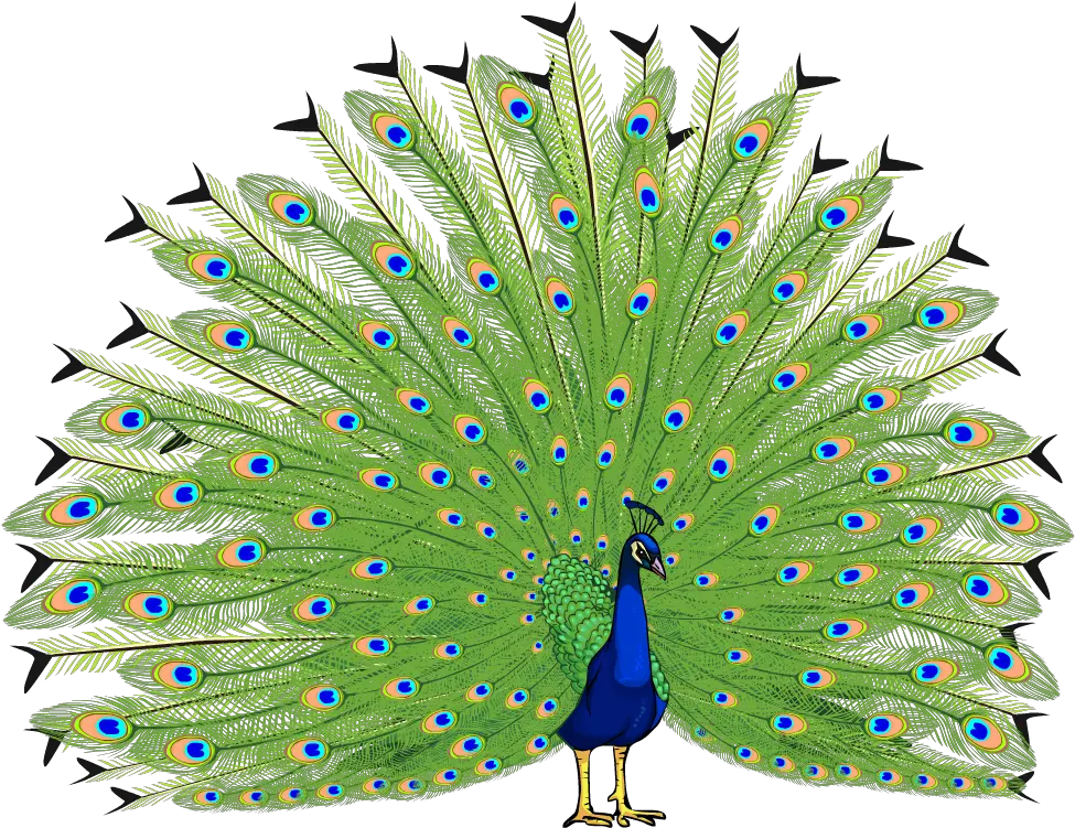 Proud As A Peacock Peacock Png Hd