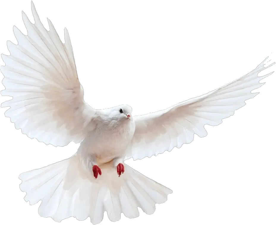 White Dove Transparent Image Bird Image With Transparent Dove Png Transparent Background