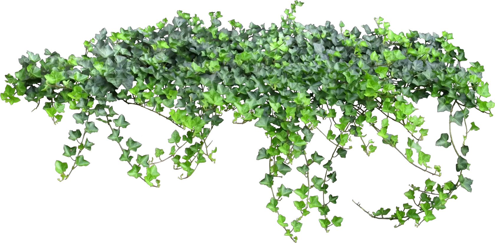 Tale Fairy Vine Ivy Texture Png Free Photo Clipart Ivy Transparent Background