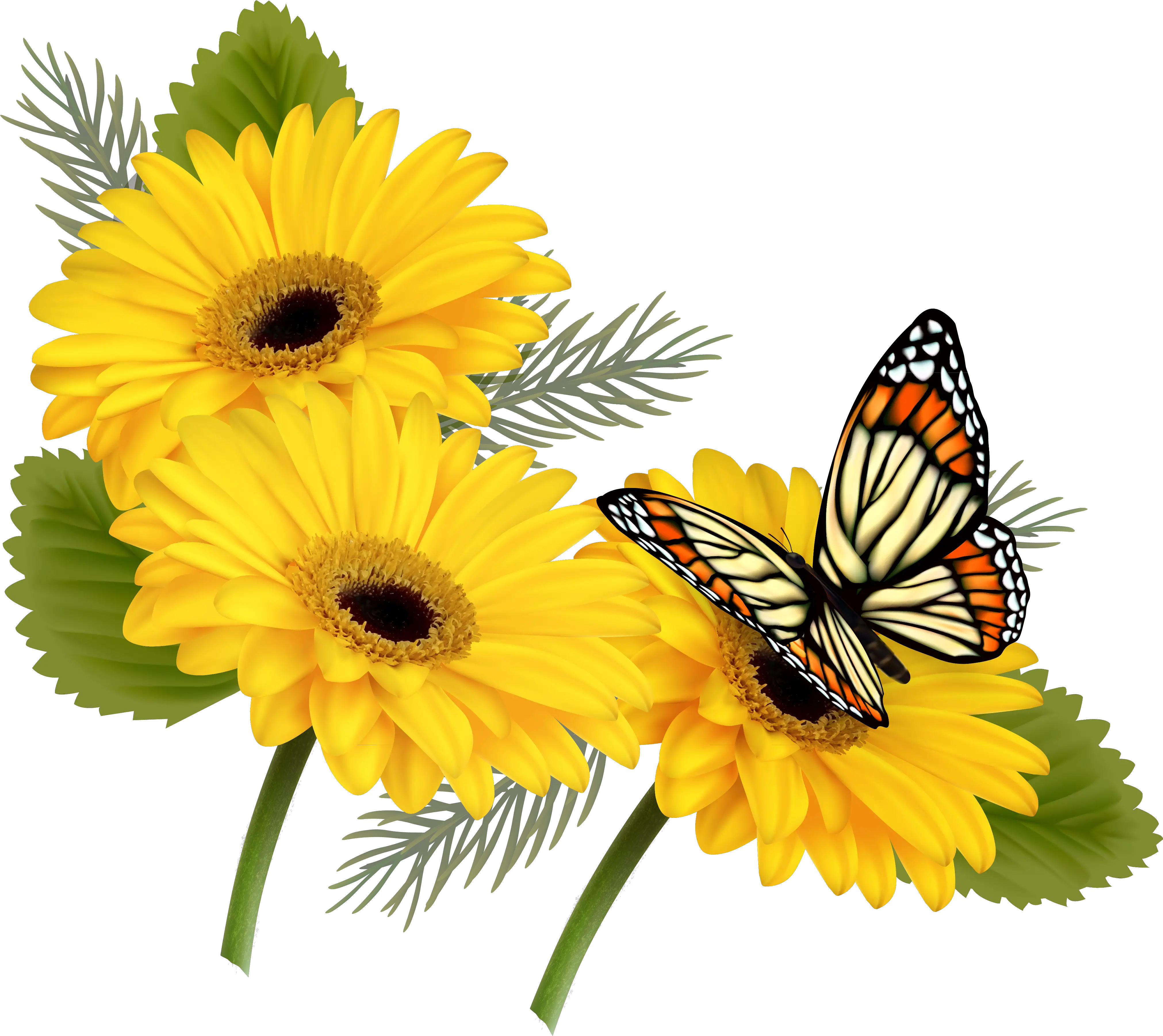 Yellow Gerberas With Butterfly Png Clipart Butterfly On Flowers Png