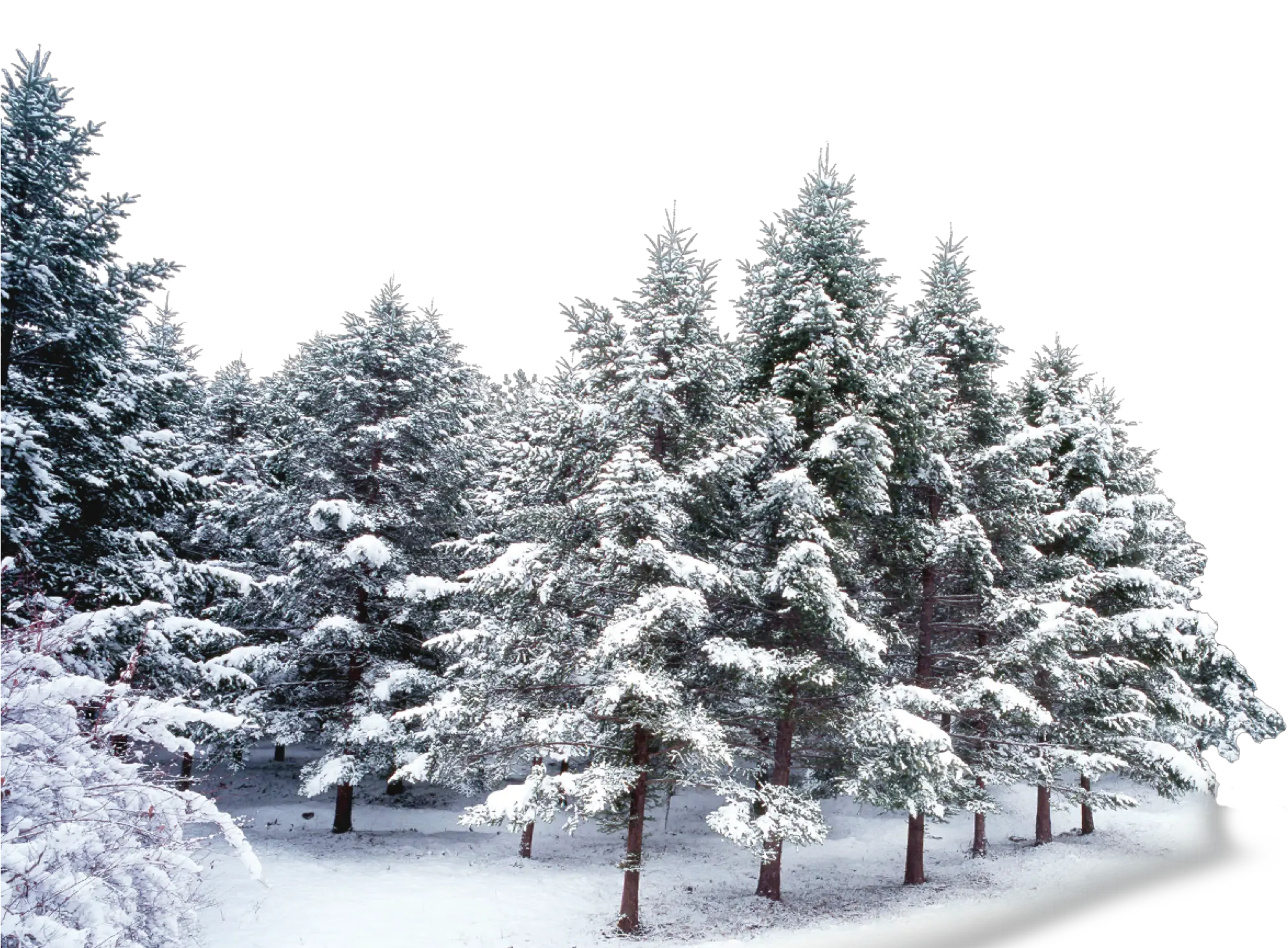 trees forest winter snow frost Snow Covered Trees Png