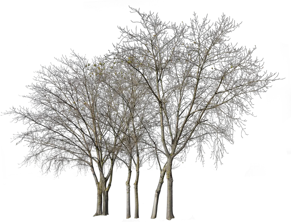 Transparent Deciduous Tree Png Group Of Trees In Winter