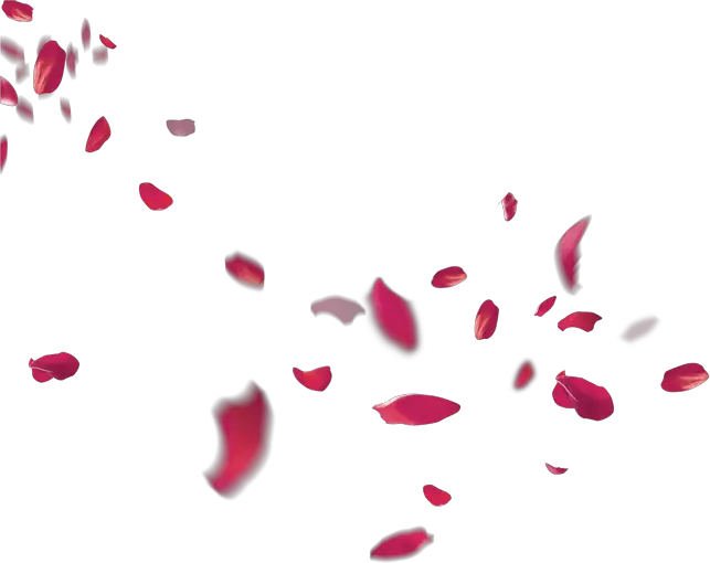 Petal Flower Beach Transprent Falling Rose Petals Png