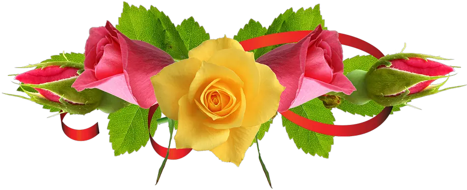 Yellow Rose Flower Free Png Transparent Images Free Flower Images Hd Rose Png