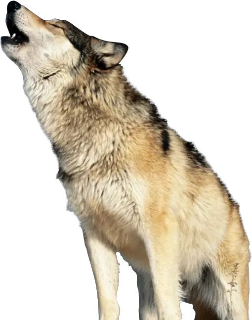 Wolf Howling Transparent Background