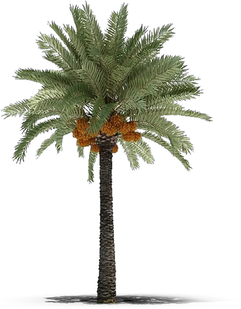 Dates Palm Tree Png