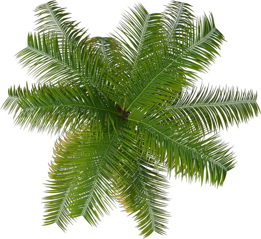 Cutout Palm Tree