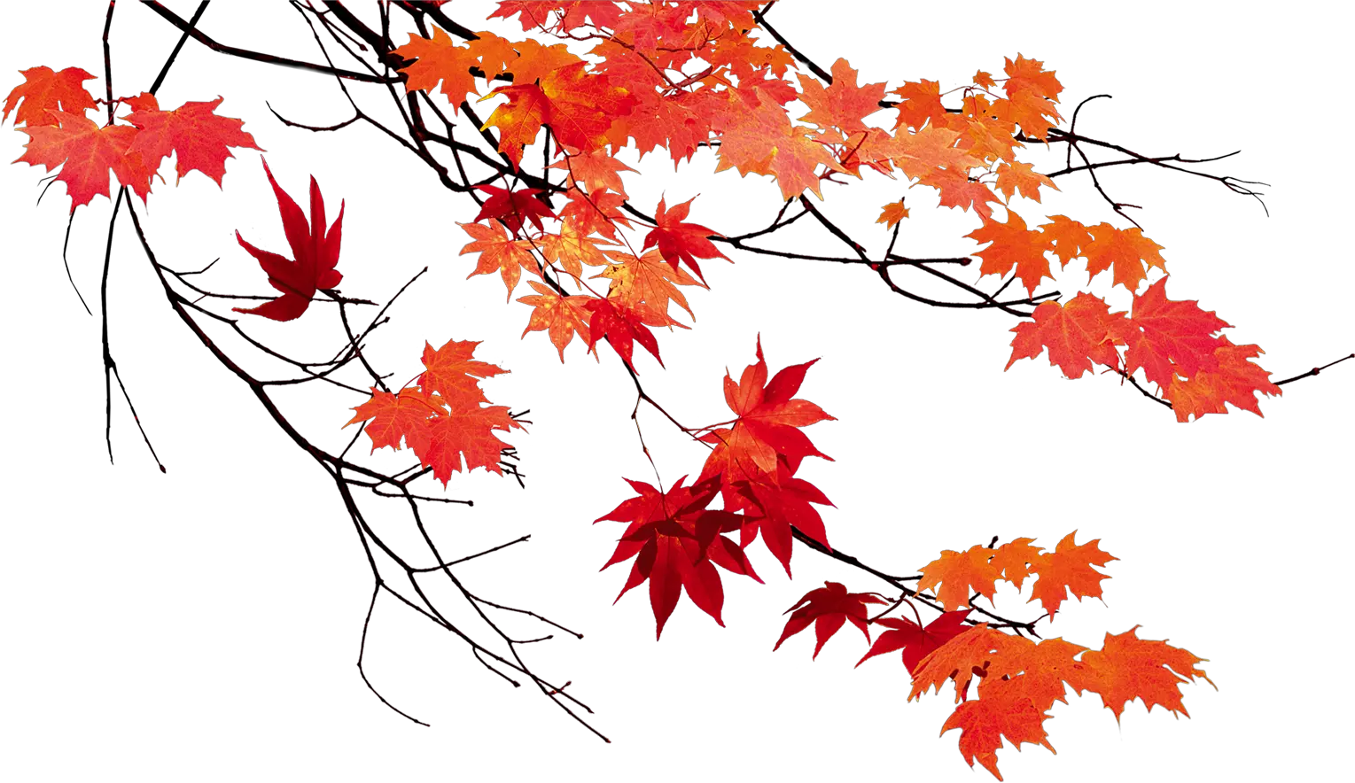 Autumn Leaf Color Maple Leaf Fall Leaves Transparent Background