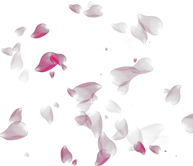 Transparent Cherry Blossom Png Transparent Background Pink Rose Petals Png