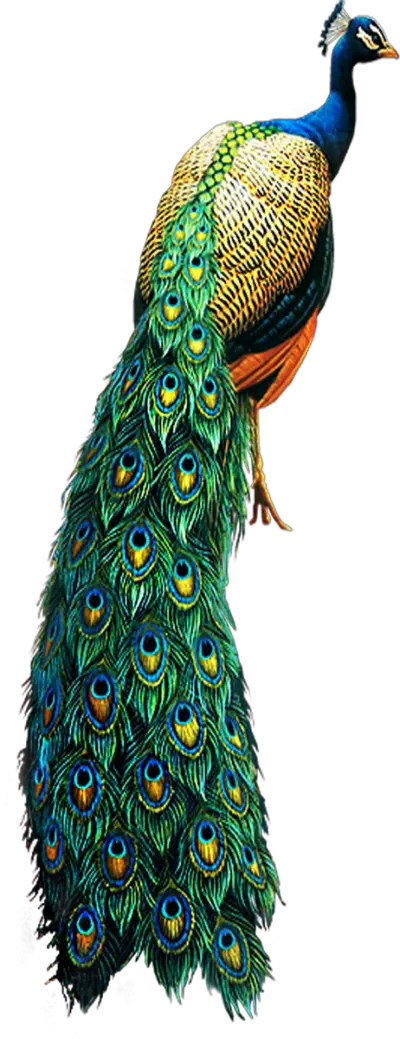 Peacock Png