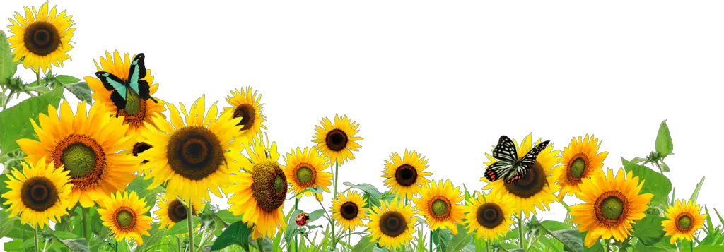 ftestickers flowers sunflowers butterfly border Sunflowers Png