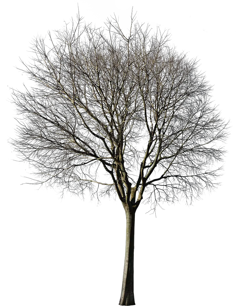 Cutout Winter Tree Png