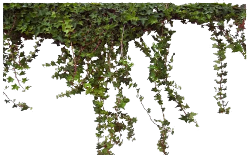 Ivy Vine Png Photos Tree