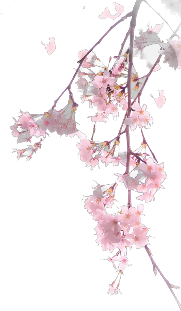 Cherry Blossom Png Spring Cherry Blossom Tree Png