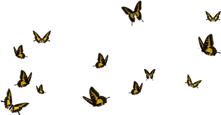 Flying Butterfly Download Png Image Flying Butterfly Png Hd