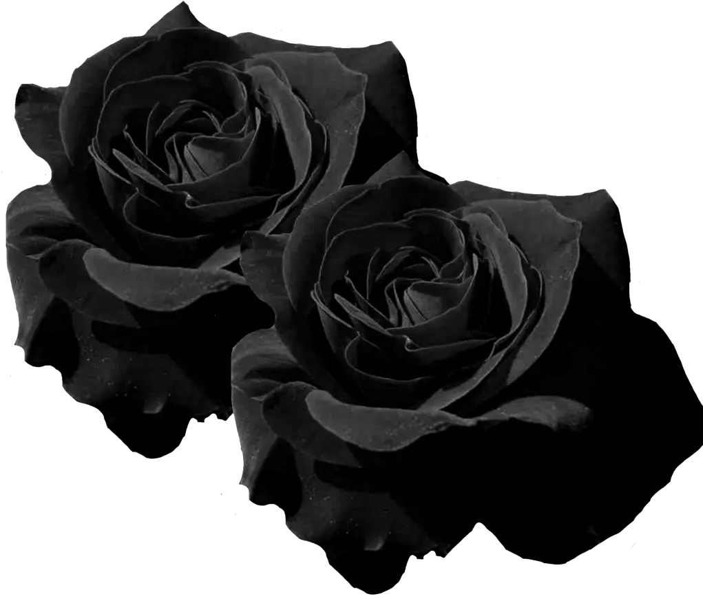 mq black roses rose flower flowers Transparent Black Rose Png