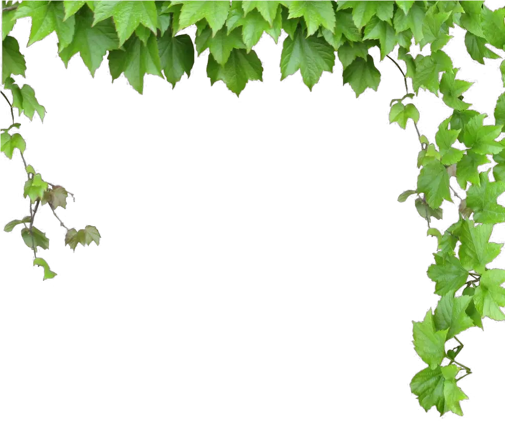 Transparent Leafy Vine Clipart Leaves And Vines Png