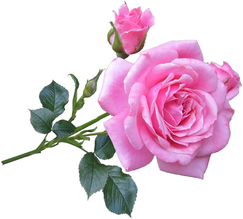 Pink Rose Flower Png Good Morning Pink Roses