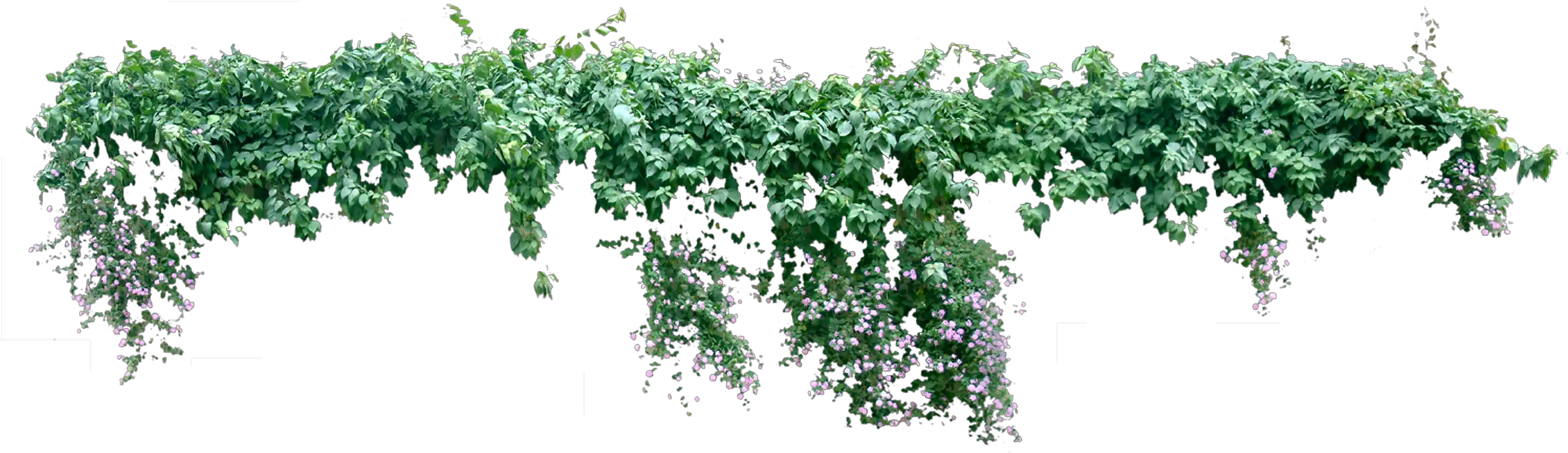 Vine Plant Liana Tree Creeper Plant Png