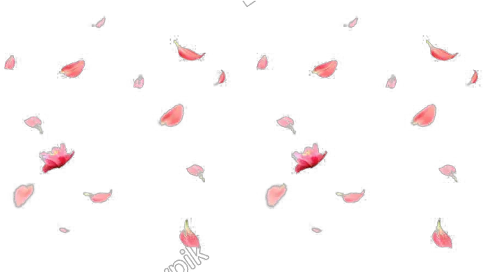 Rose Petals Png Fallin