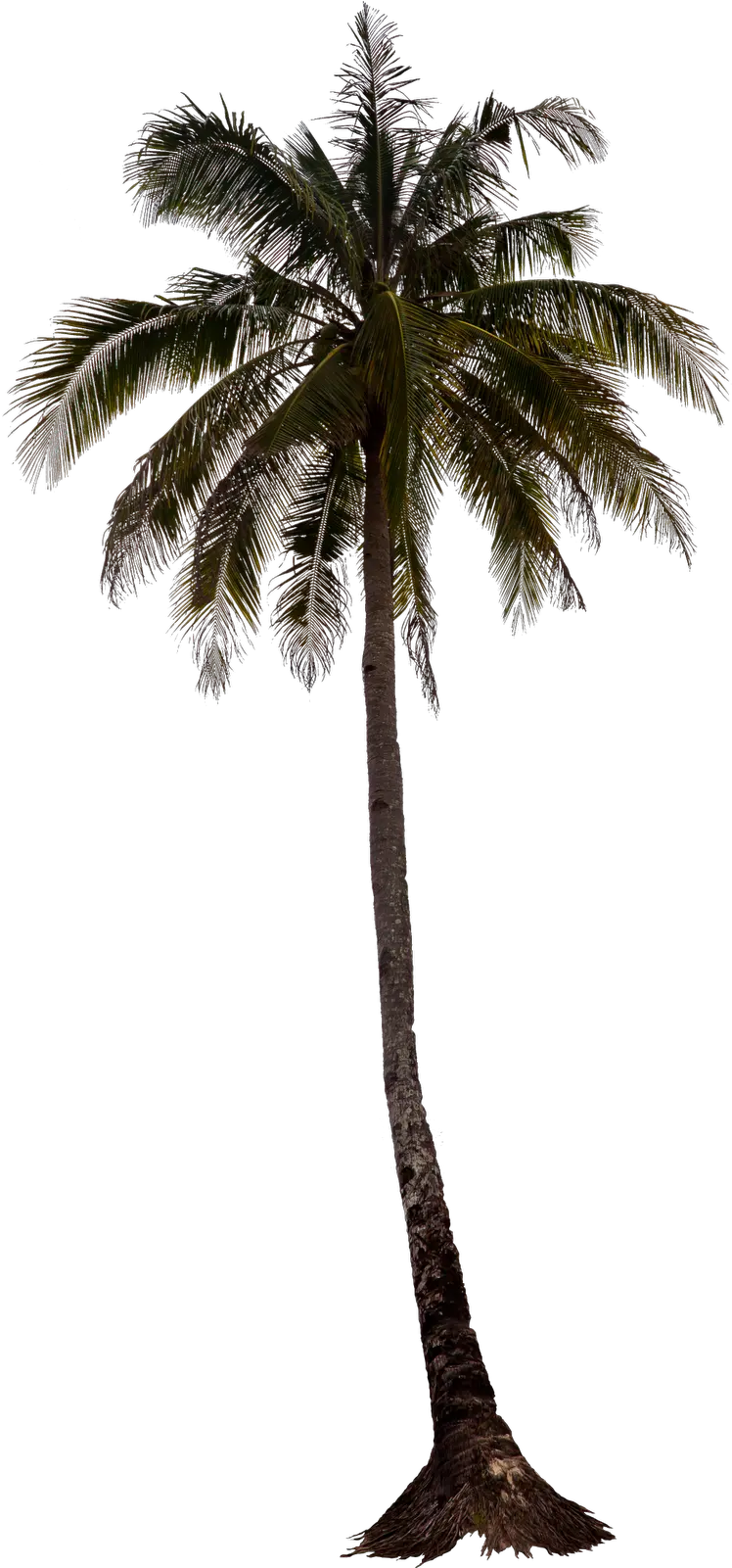 Palm Tree Png