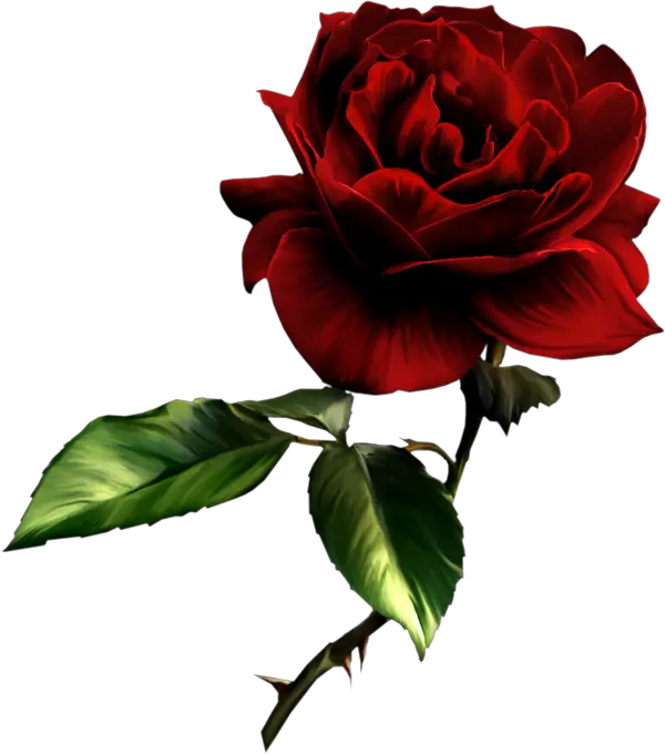 Deep Red Rose Png