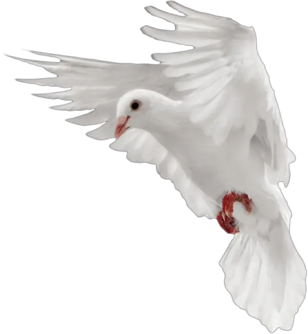 Pigeon Png Free Download Flying Dove White Png