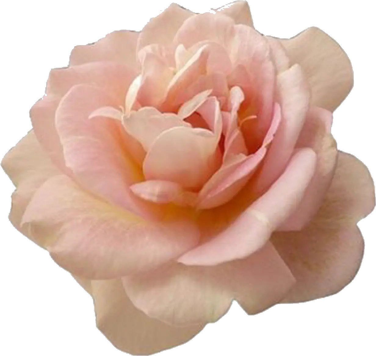 Beautiful Pink Rose Flower Transparent Pink Flower Png