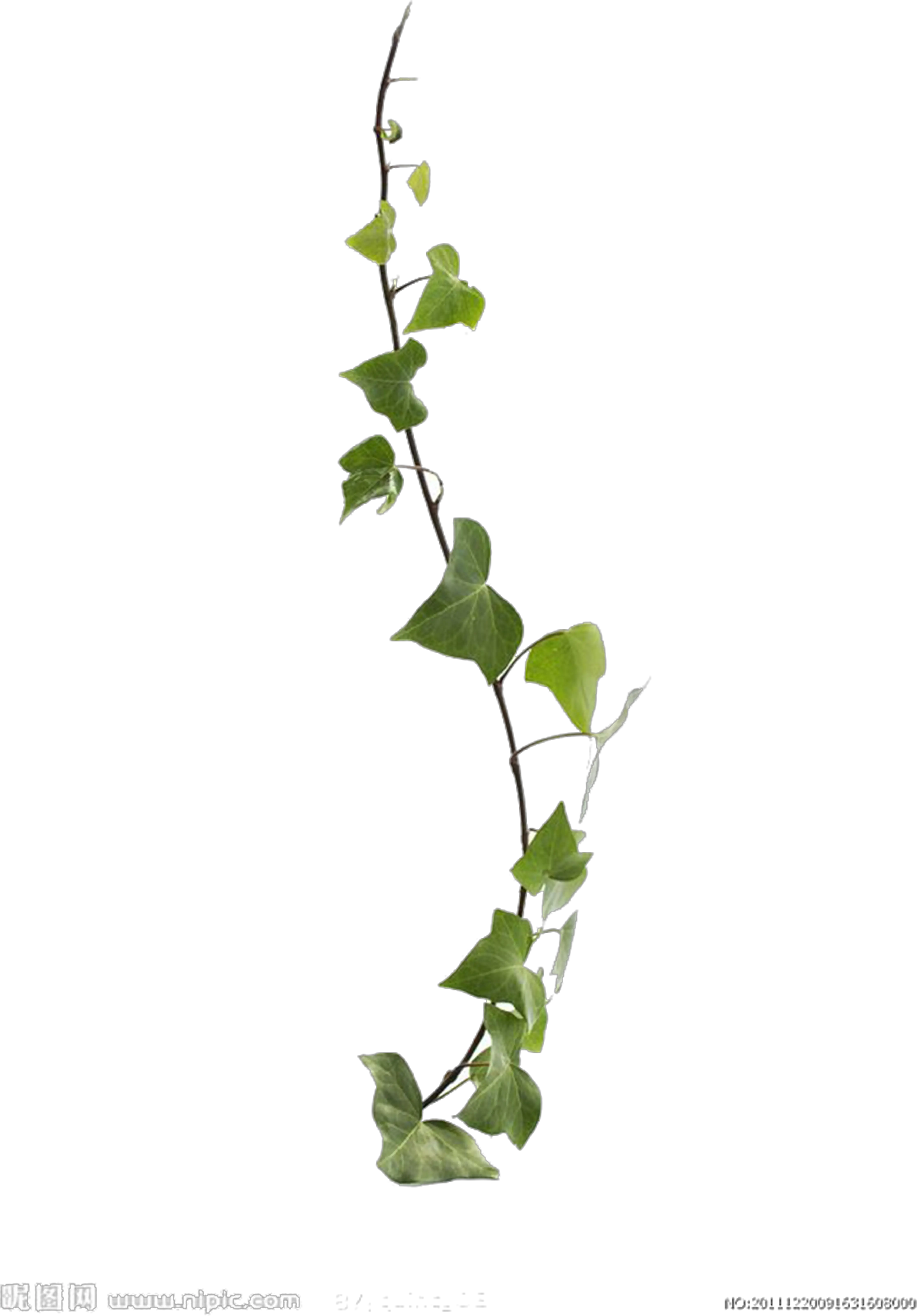 Transparent Plant Stem Png Transparent Background Vine Png