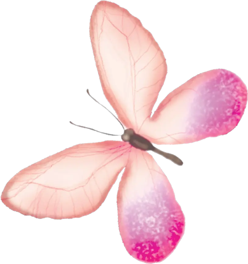 Butterfly Transparency And Translucency Pink Butterfly Watercolor Backgrounds