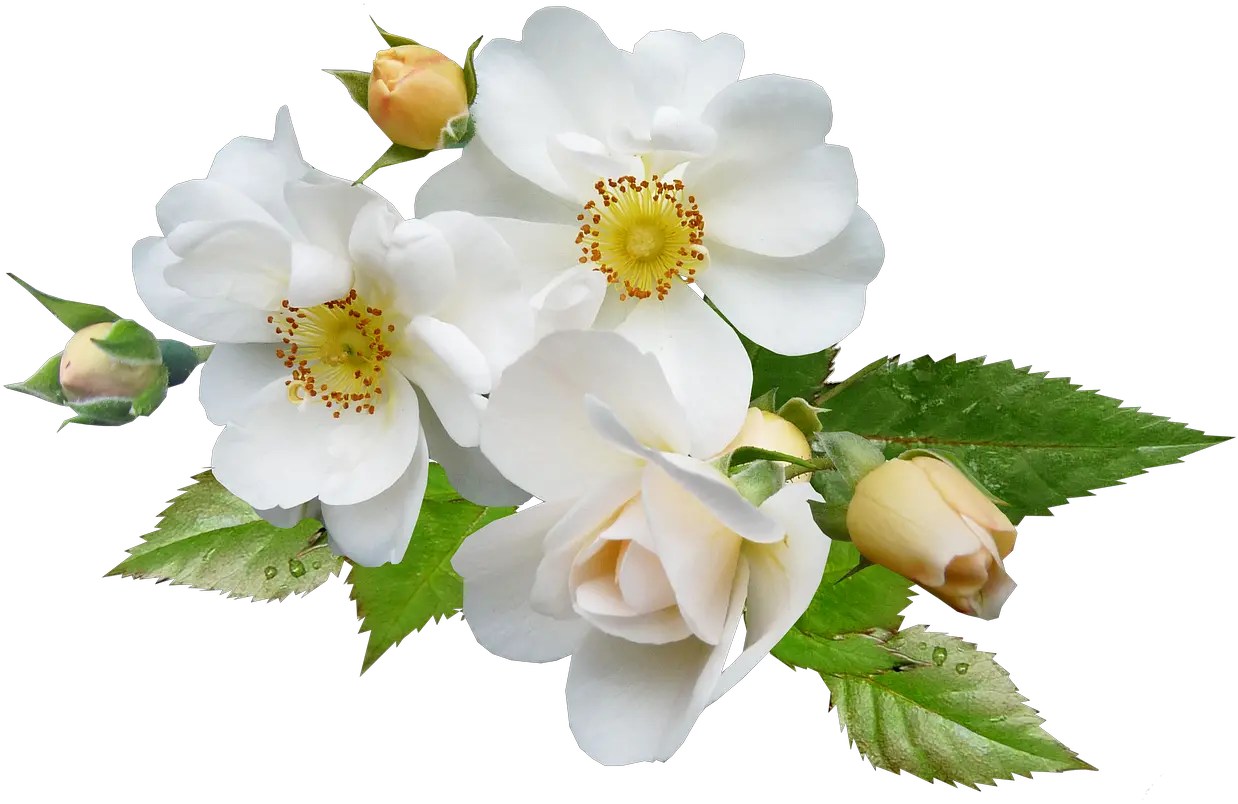 Multiflora-rose White Flowers Png