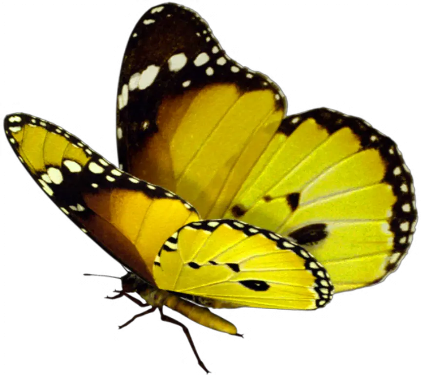 Beautiful Butterfly Png Real Transparent Background Butterfly Png