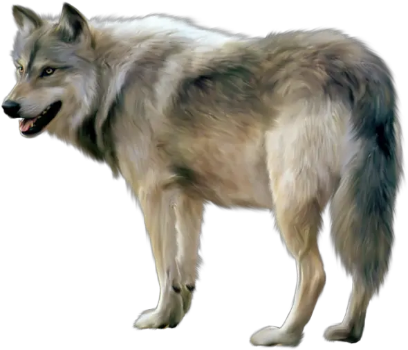 Wolf Png