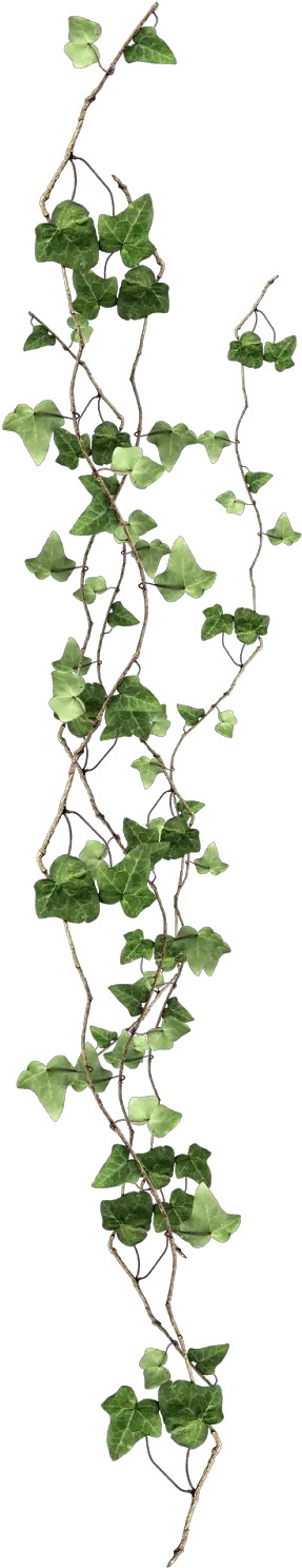 Plant Vine Ivy Free Clipart Hd Clipart Ivy Png