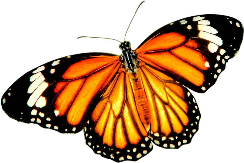 Monarch Butterfly Tiger Danaus Genutia Insect Orange Butterfly Transparent Background