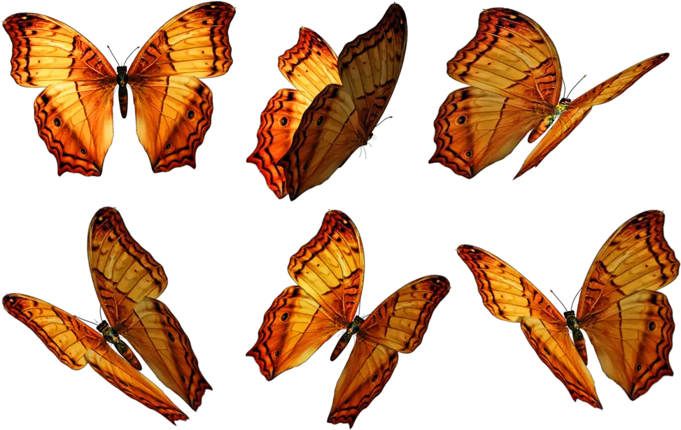 Butterflies Png Pic Free Butterfly Overlay Photoshop