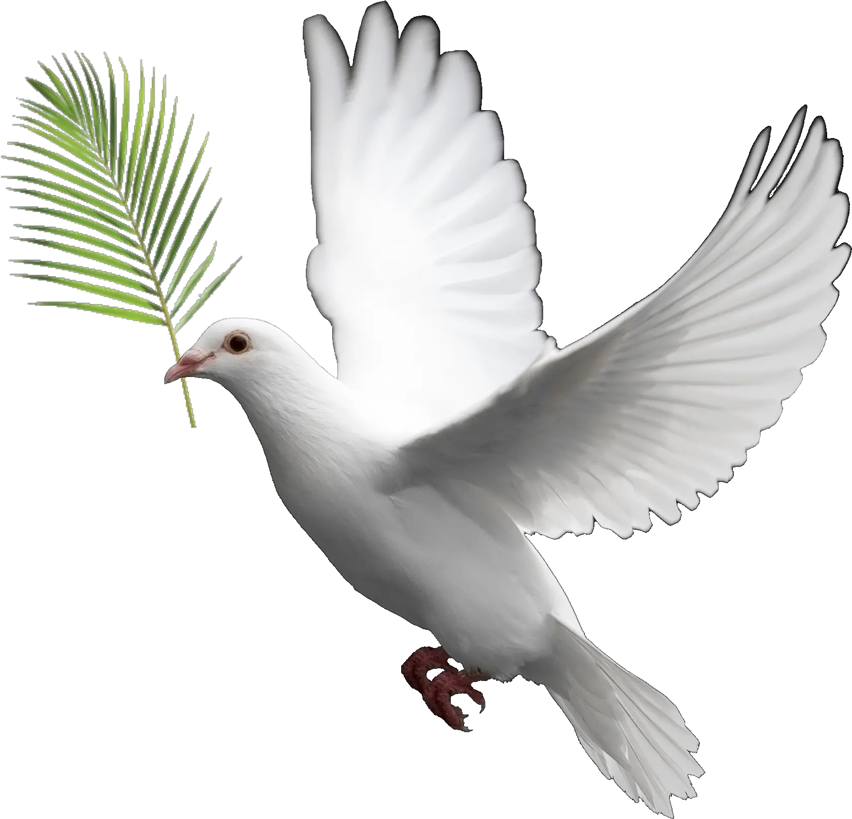 Transparent Dove Clipart Png Transparent Background Dove Png