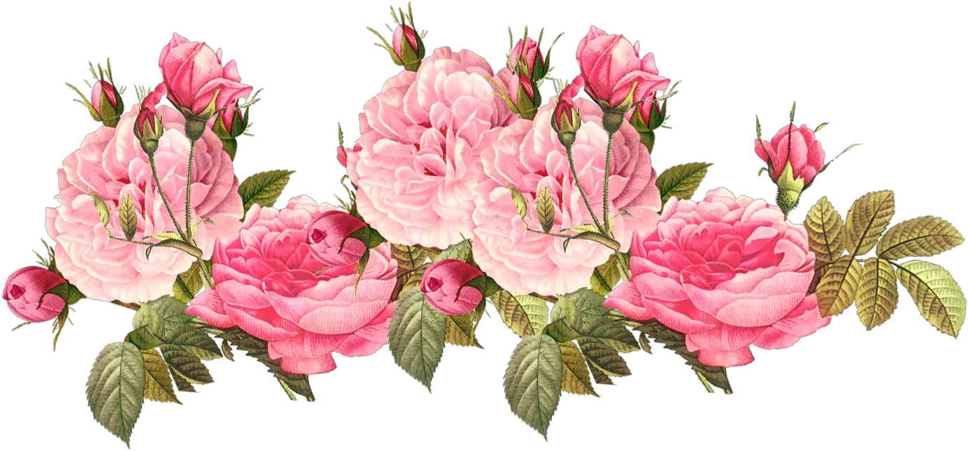 flowers flower flor flores floral roses rose Transparent Pink Flower Png