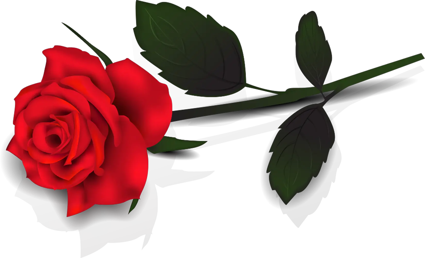 Single Rose Flowers Png Single Red Rose Transparent Background