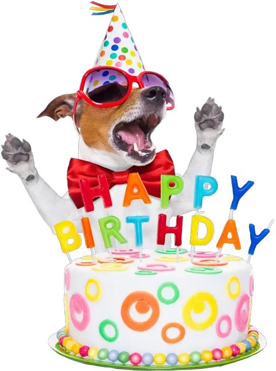 happybirthday birthday birthdaycandles wish dog Happy Birthday Summer Dog