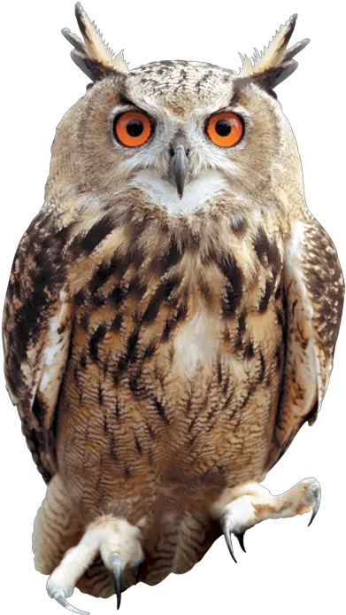 Owl Png