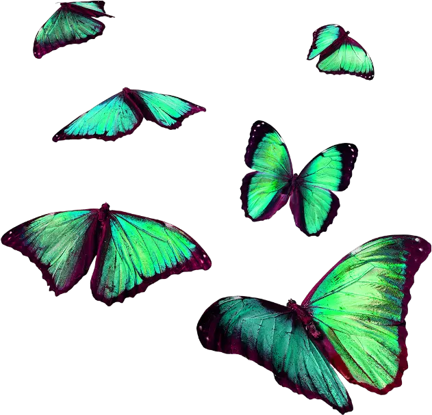 torqouise butterflies flying insects stickerfreetoedit Flying Butterfly For Editing