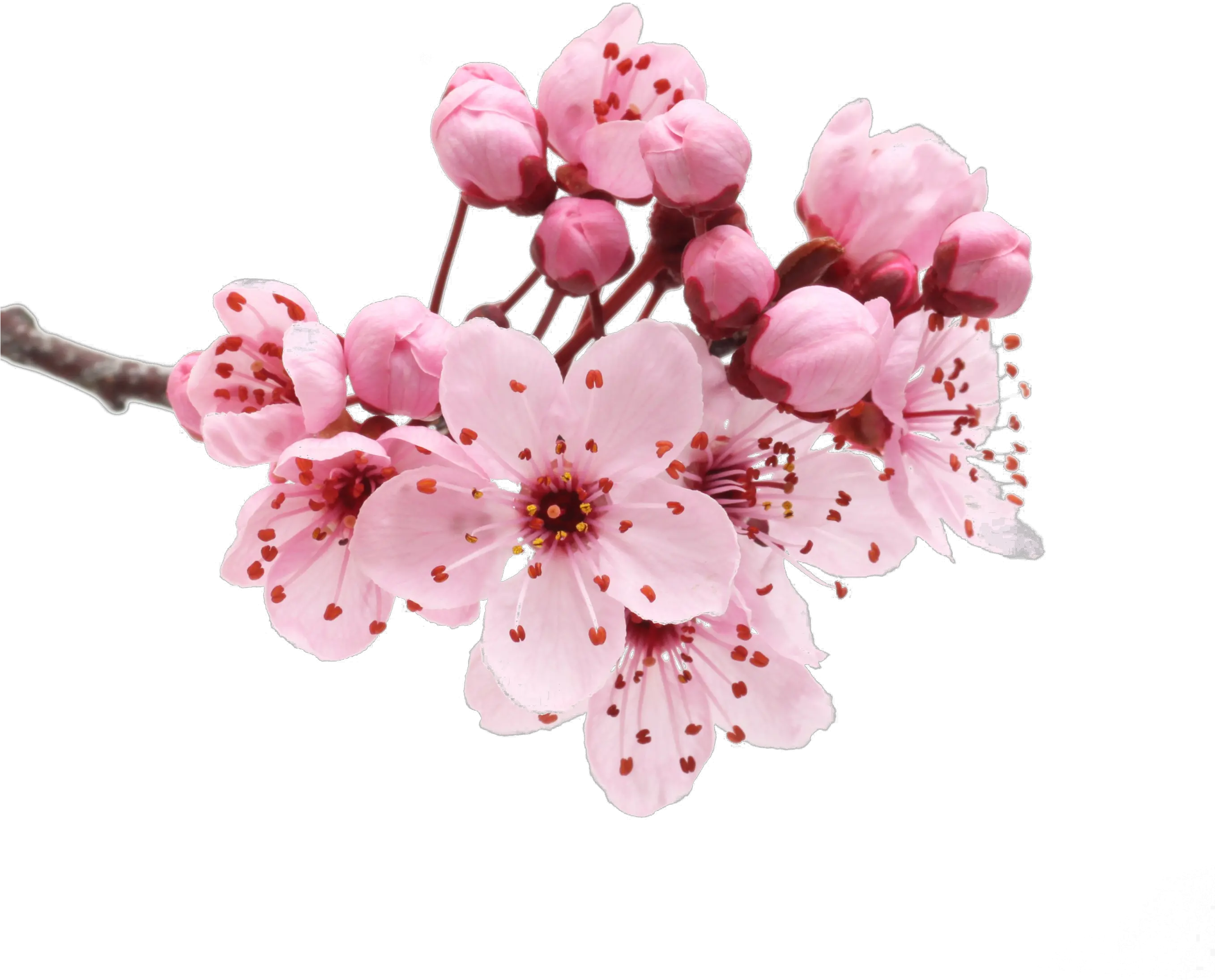 Cherry Blossom Petals Png Flower Cherry Blossom Png