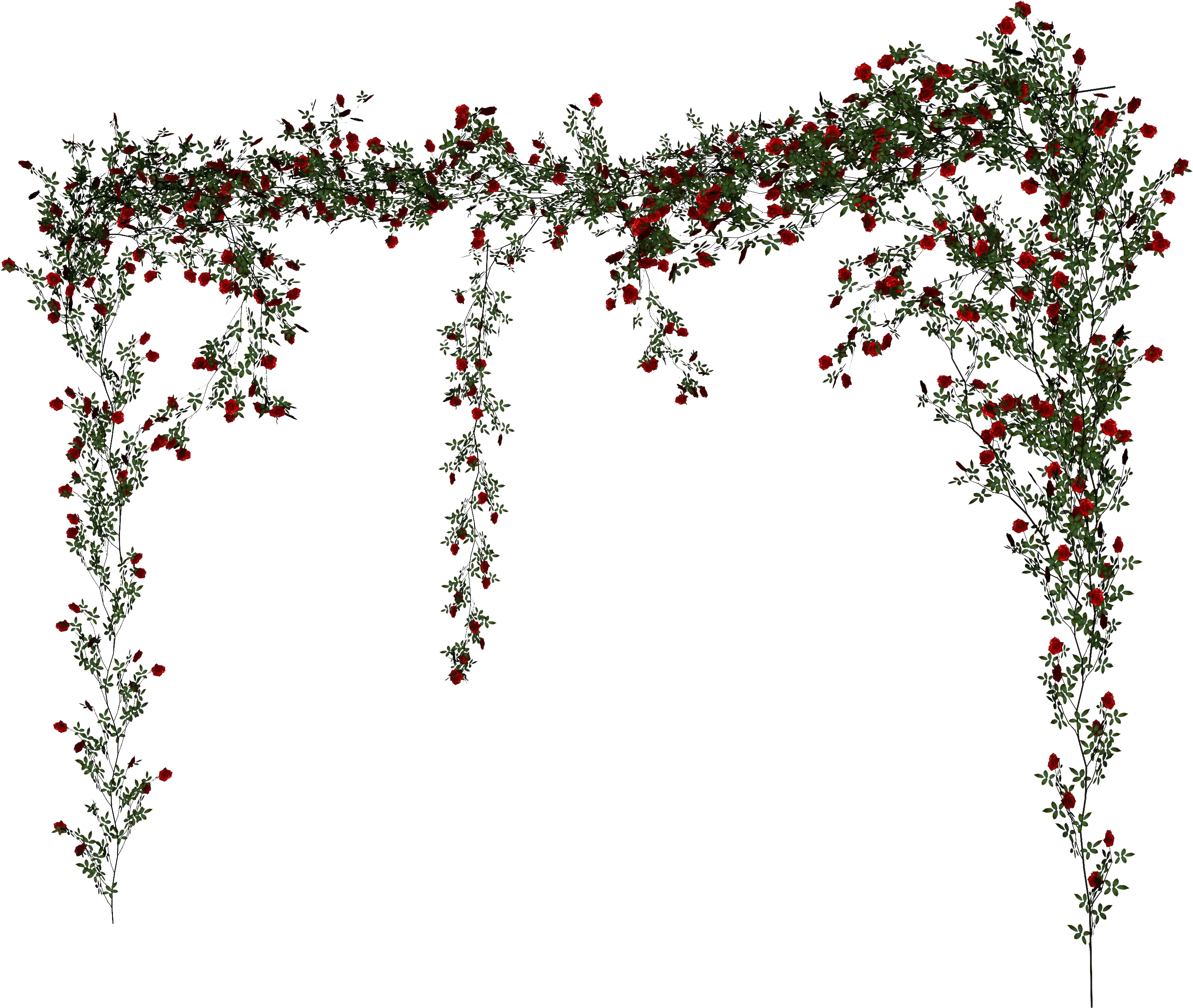 Beach Rose Vine Rose Vine Png