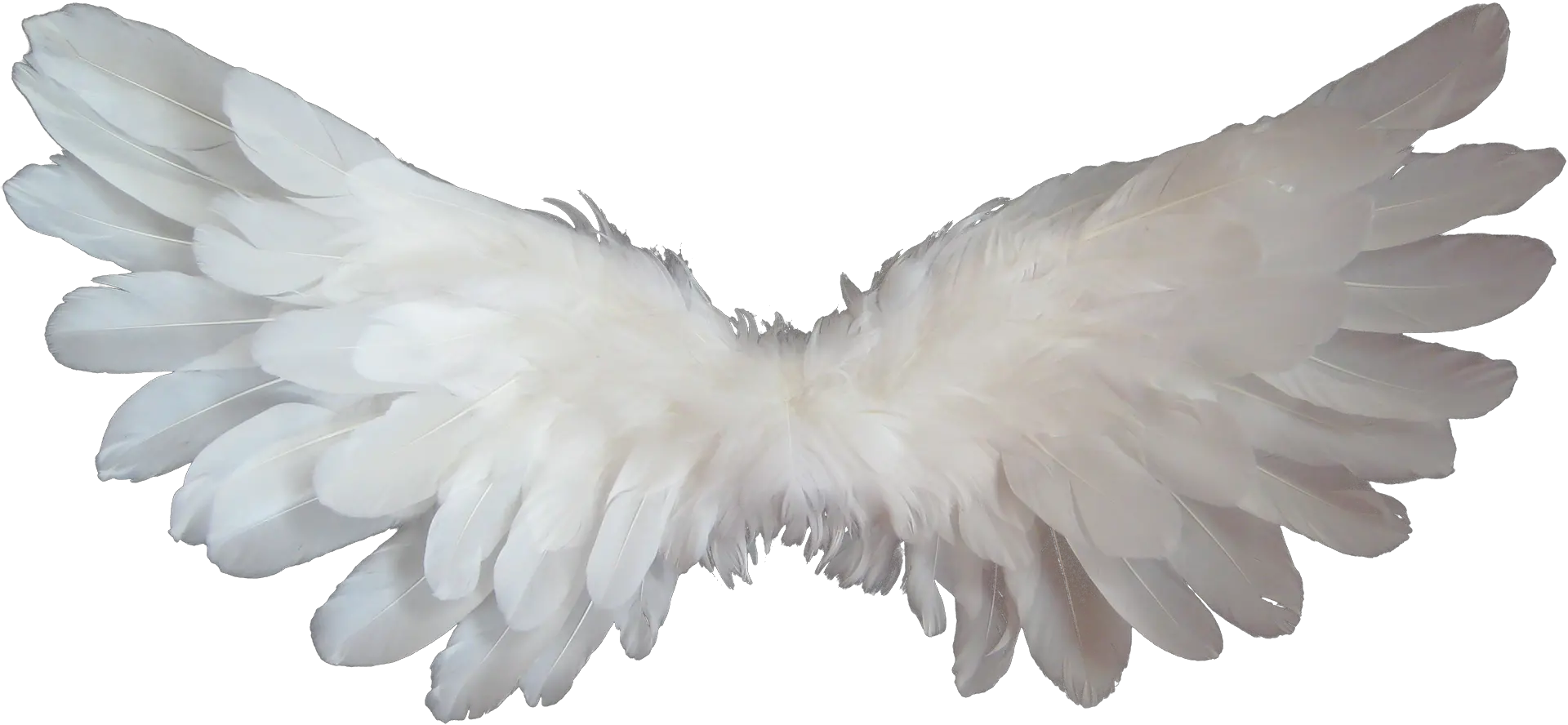 Baby Angel Wings Png