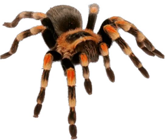 Spider Png Transparent Images Spider Tarantula Png