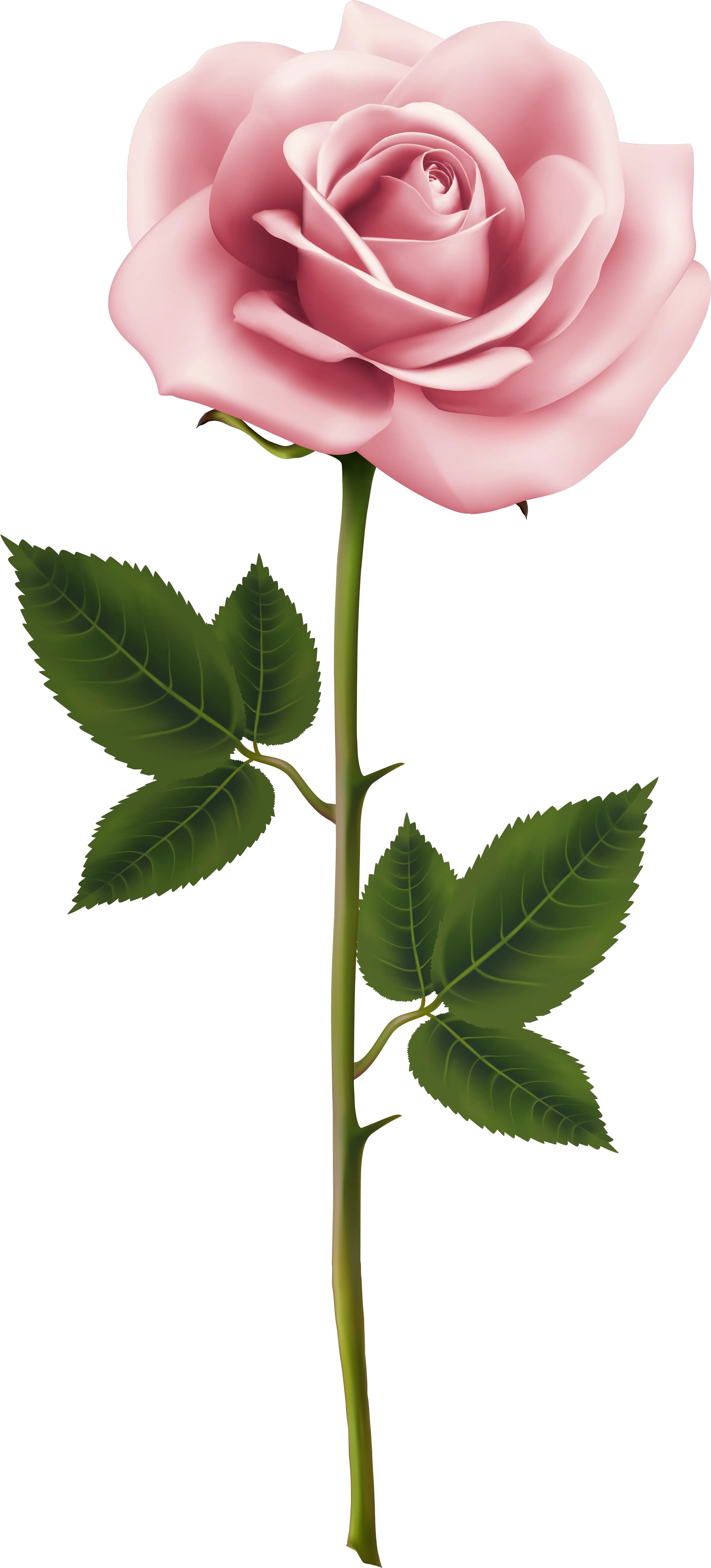 Real Flower Png Real Pink Rose Png